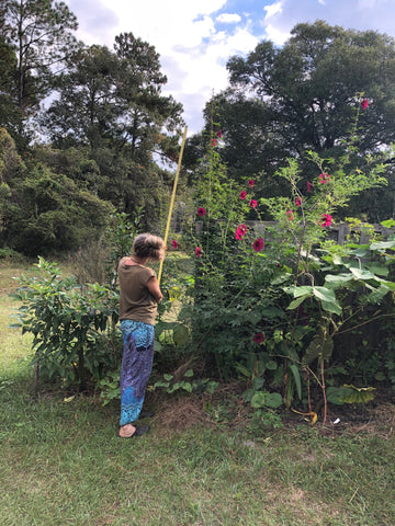 kenaf hibiscus bush