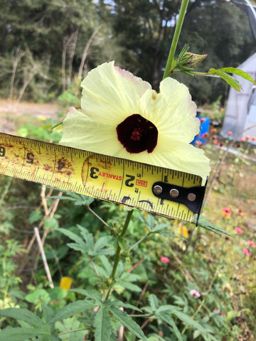 yellow kenaf hibiscus flower