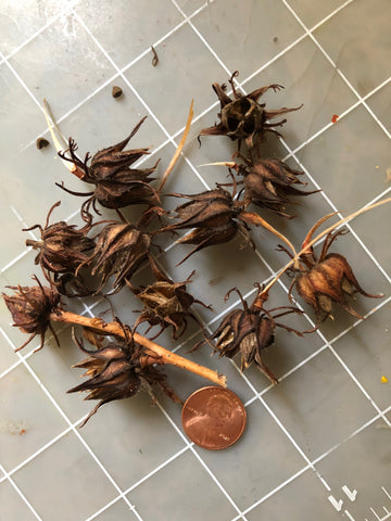 kenaf hibiscus seed pods