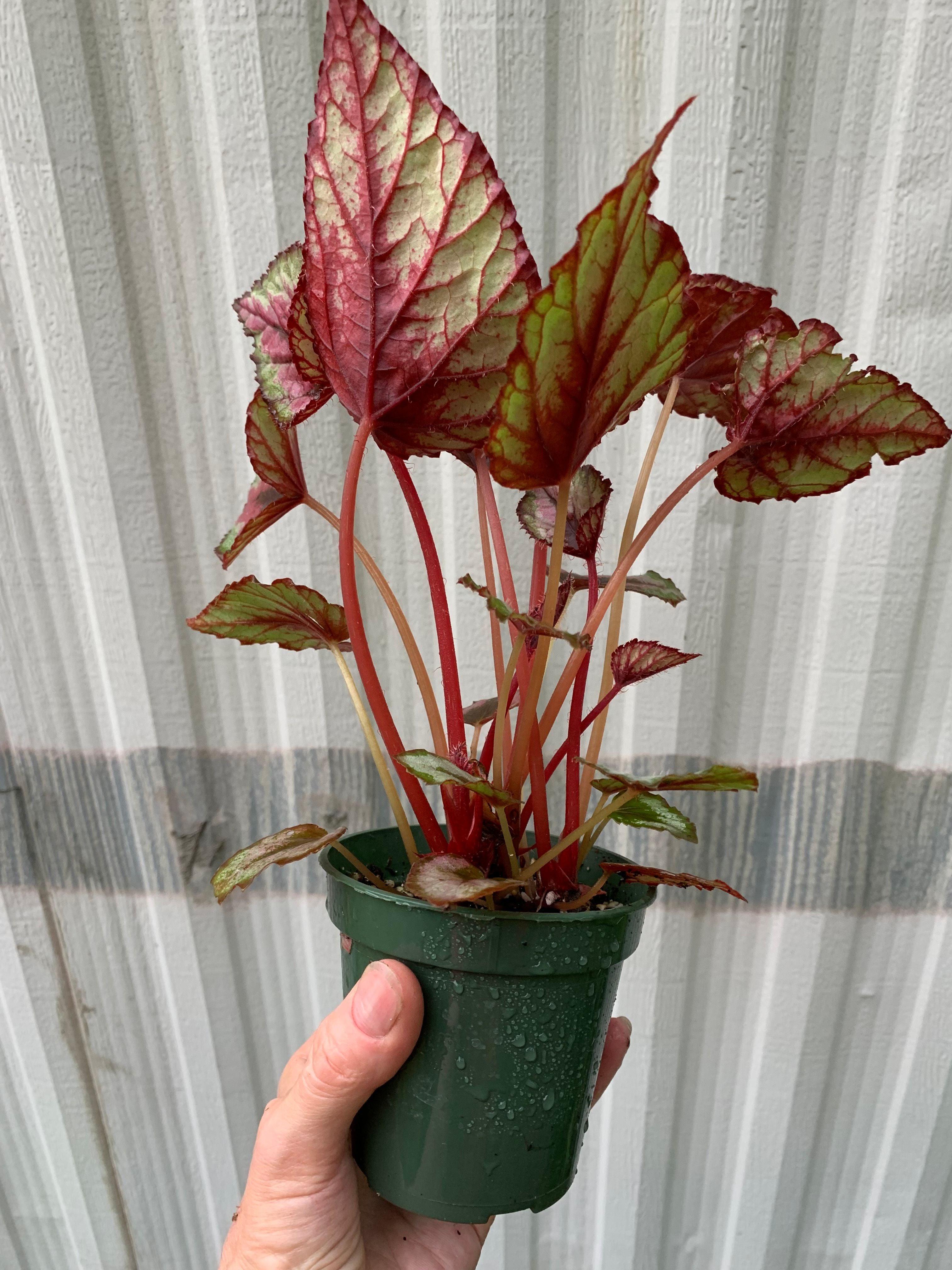 Begonia Rex 'Red Bull' - 3