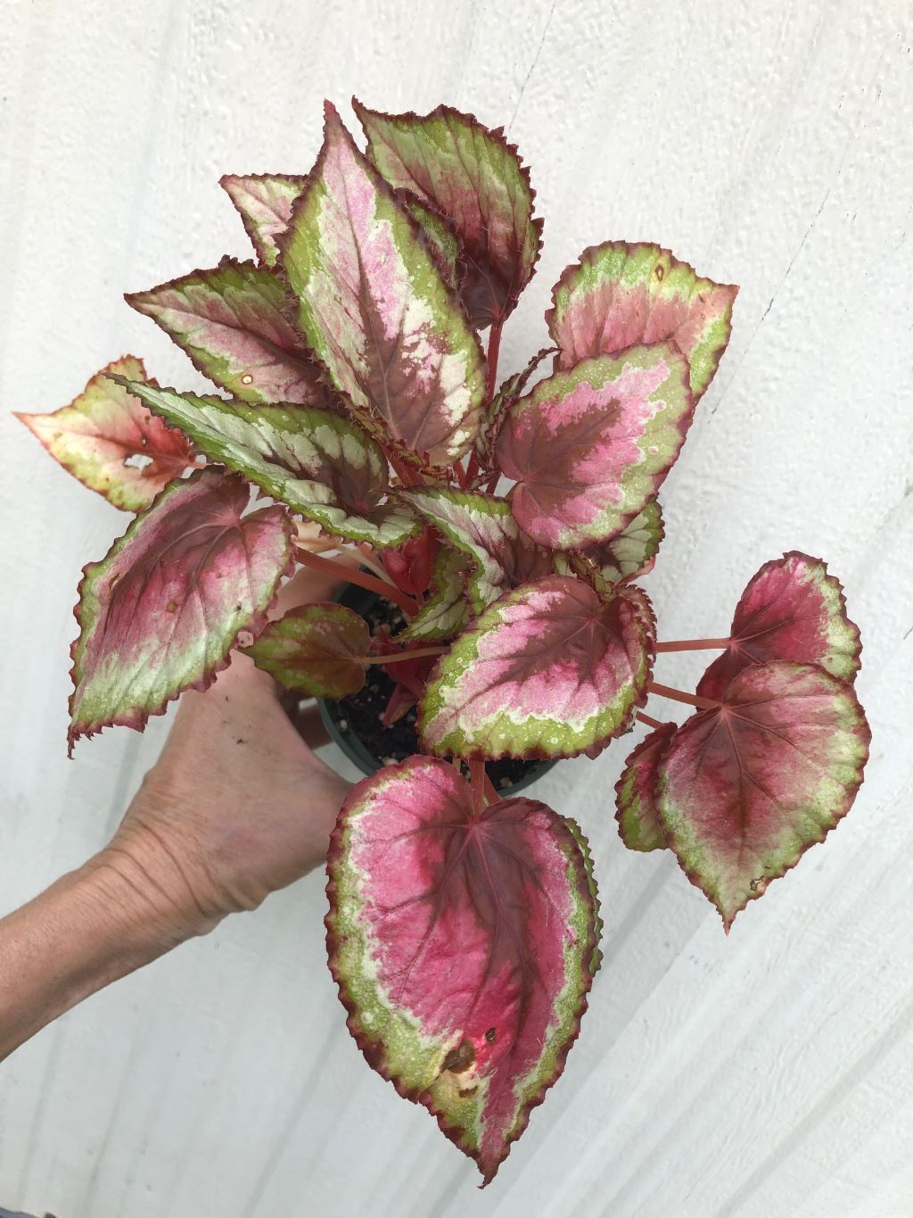 Begonia Rex 'Red Bull' - 3