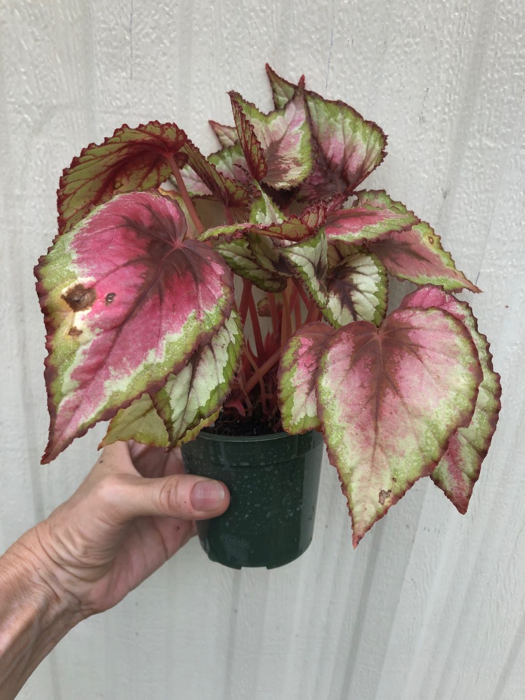 Begonia Rex 'Red Bull' - 3