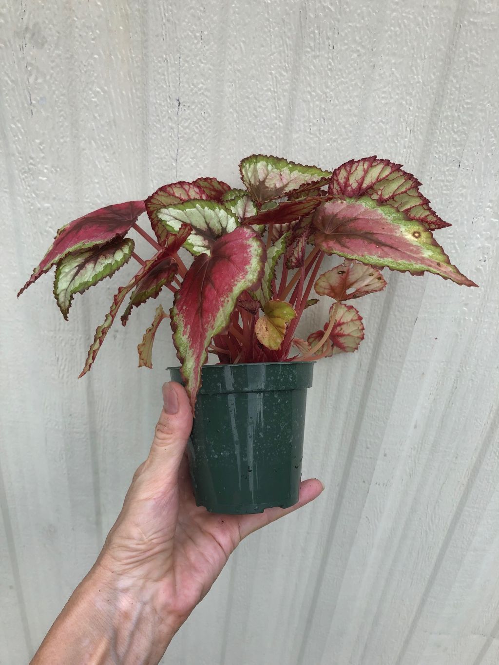 Begonia Rex 'Red Bull' - 3