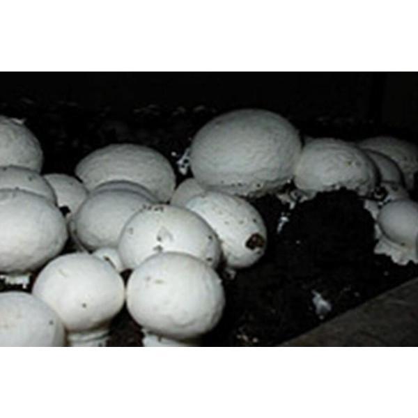 White Button Mushroom Agaricus Bisporus Mycelium Spores Spawn Dried — Usa Garden Center 6973