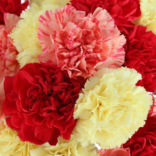 Carnation Flower Seeds — USA Garden Center