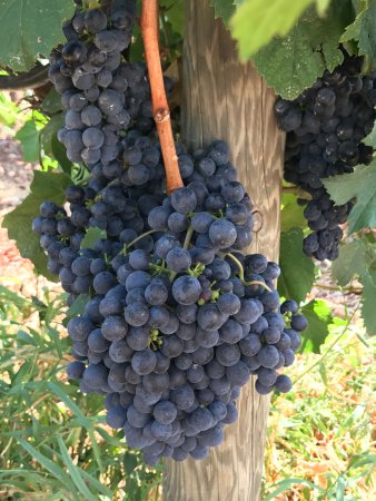 Malbec grapes, terre di san vito, puglia, italy, red wine