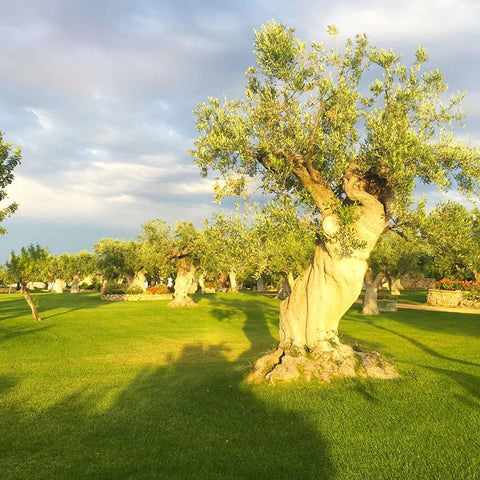 olive trees in puglia