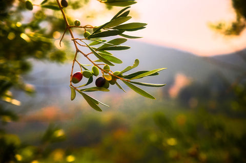 olive tree in puglia