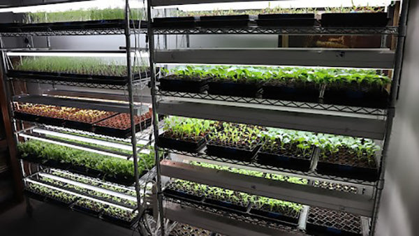 Seed Starting with Texas Eco Farms | Vego Garden