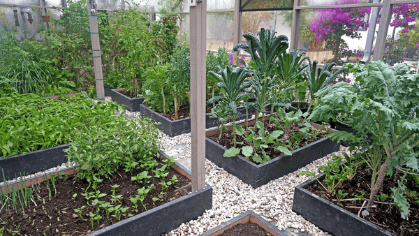 Choosing the Right Garden Bed | Vego Garden