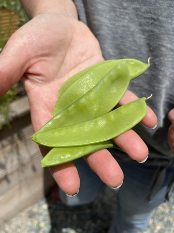 Garden Creativity Pea