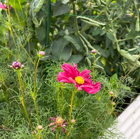 Vego Garden Cosmos flowers