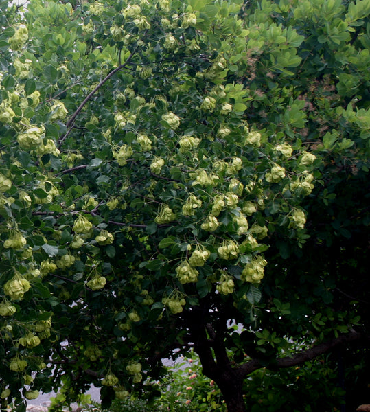 Wafer Ash Ptelea Trifoliata | Vego Garden