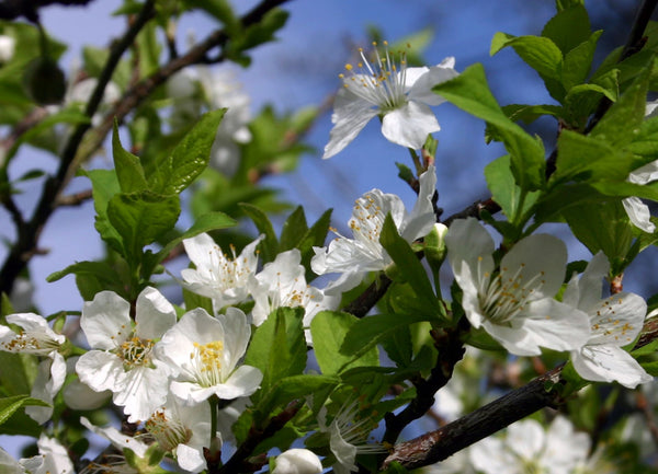 Prunus Salicina Methley | Vego Garden