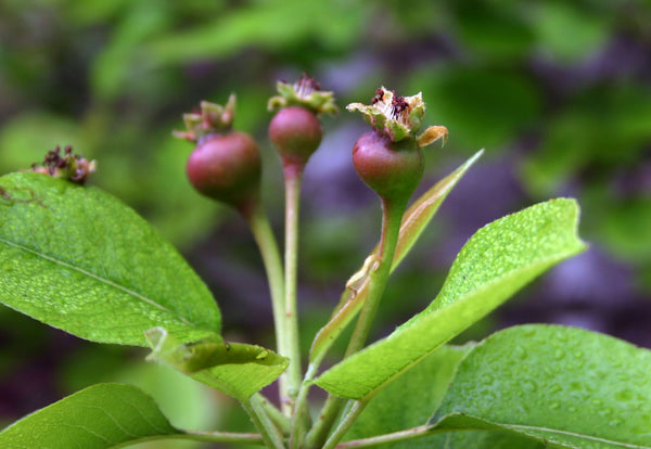 Orient pear fruitset | Vego Garden