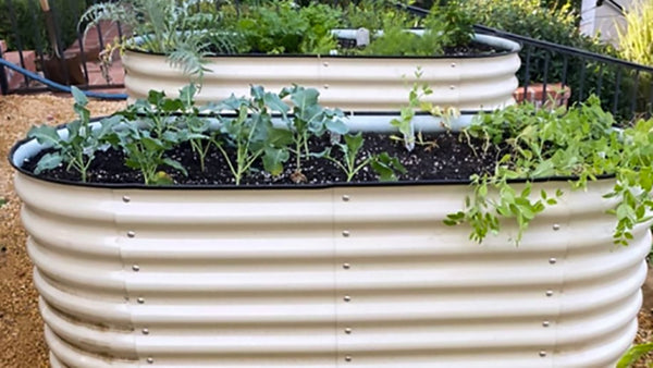 Planting a Raised Bed: Tips on spacing, sowing, and growing