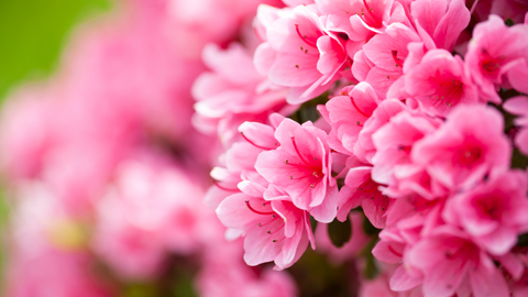 Best Easter Plants for Celebrating and Decorating  |  Vego Garden