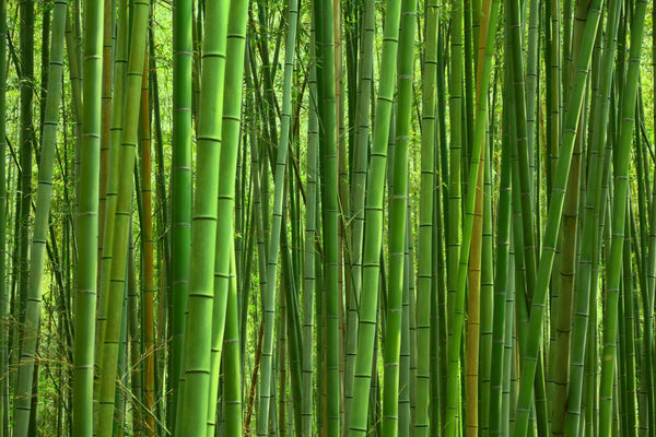 Invasive plants Bamboo | Vego Garden