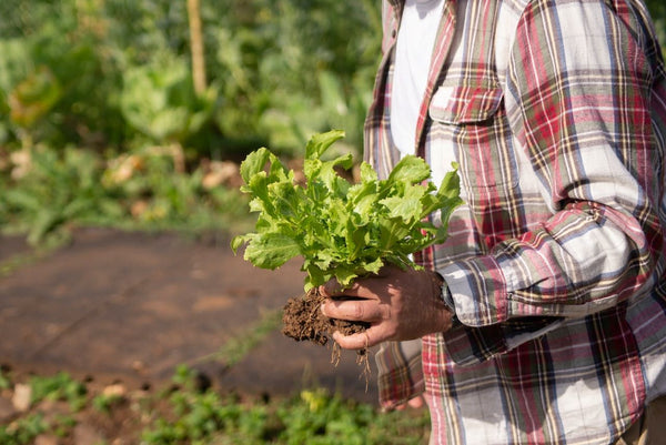 Transplanting lettuce | Vego Garden
