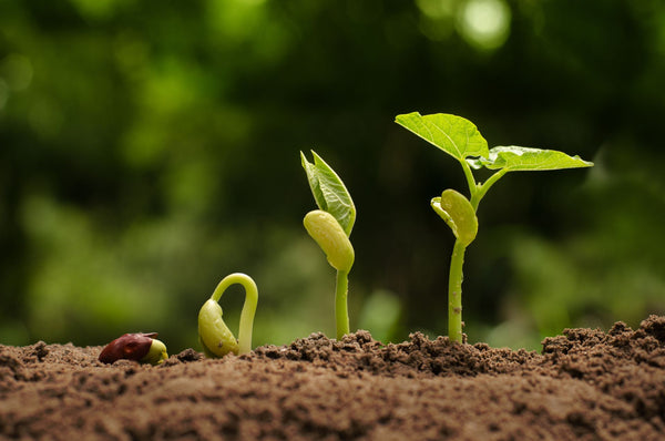 Bean germination and growth | Vego Garden