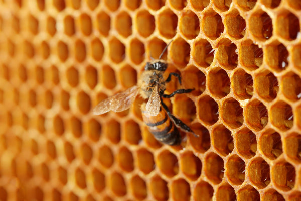 Bee honeycomb | Vego Garden