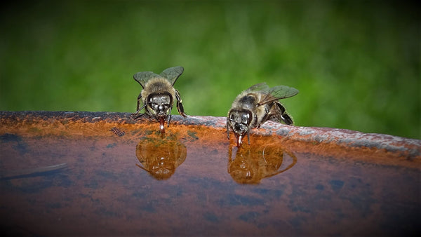 Bees drinking from birdbath | Vego Garden