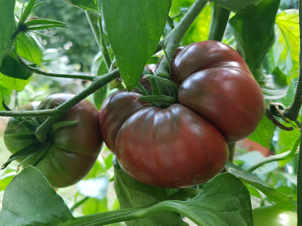 Black Krim heirloom tomatoes | Vego Garden