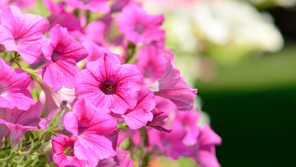 Winter Flowers to Grow in Texas | Vego Garden