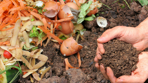 How to Vermicopost Successfully In 10 Easy Steps | Vego Garden