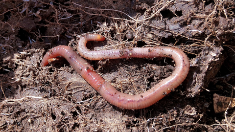 How to Vermicopost Successfully In 10 Easy Steps | Vego Garden
