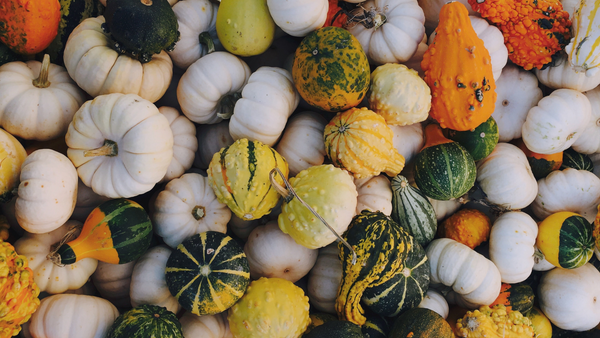 Everything There Is to Know About Winter Squash | Vego Garden