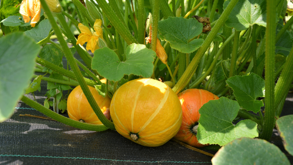 Everything There Is to Know About Winter Squash | Vego Garden