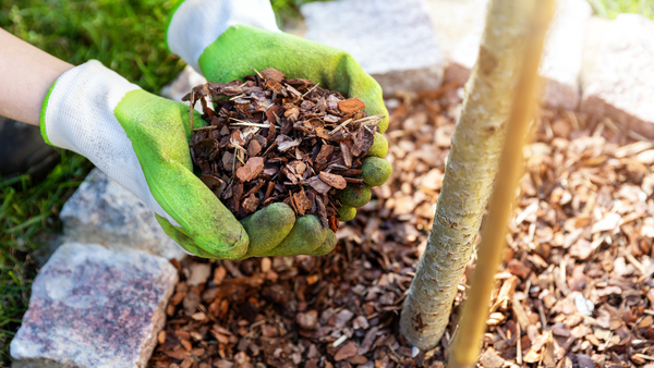 Ways to Protect Your Garden from Frost | Vego Garden