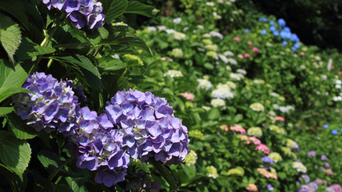 Low Maintenance Plants Perfect for the Summer Season  | Vego Garden