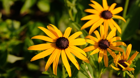 Low Maintenance Plants Perfect for the Summer Season  | Vego Garden