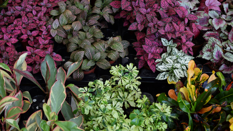 10 Types of Plants that will Brighten up Your Garden | Vego Garden