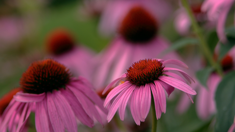 10 Types of Plants that will Brighten up Your Garden | Vego Garden