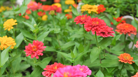 10 Types of Plants that will Brighten up Your Garden | Vego Garden