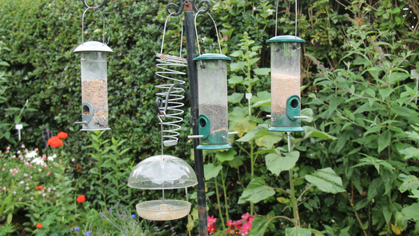 Attracting Birds to Your Garden in Winter | Vego Garden