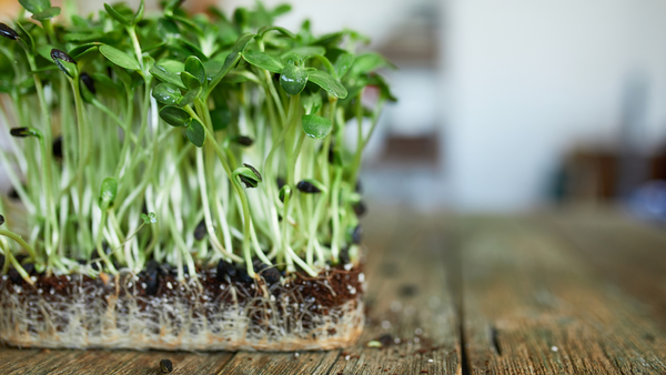 How to Grow Microgreens | Vego Garden