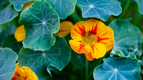 Nasturtium: Garden Rockstar | Vego Garden