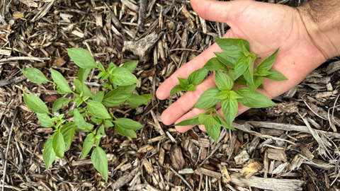 How to  Prune Basil for More Harvest and Beauty  |  Vego Garden