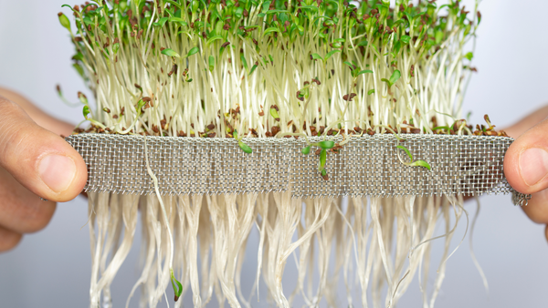 How to Grow Microgreens | Vego Garden