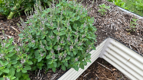 How to  Prune Basil for More Harvest and Beauty  |  Vego Garden