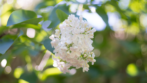 Growing Lilacs for a Fragrant Spring Garden | Vego Garden