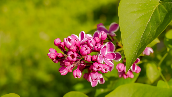 Growing Lilacs for a Fragrant Spring Garden | Vego Garden