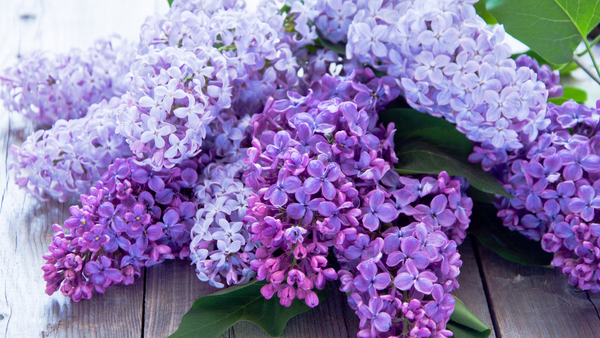 Growing Lilacs for a Fragrant Spring Garden | Vego Garden