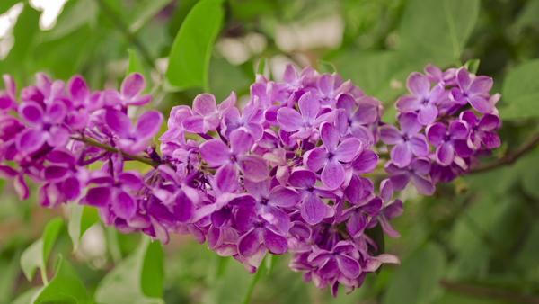 Growing Lilacs for a Fragrant Spring Garden | Vego Garden