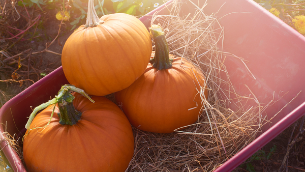 How to Pick the Perfect Pumpkin | Vego Garden