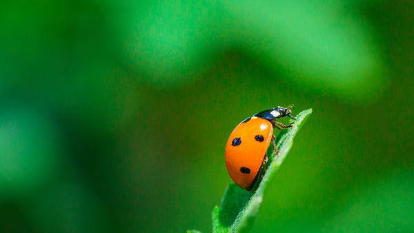 Ladybugs, or Lady beetles, provide natural pest control in gardens | Vego Garden